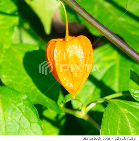 Hozuki colored orange Hozuki colored orange 129167188