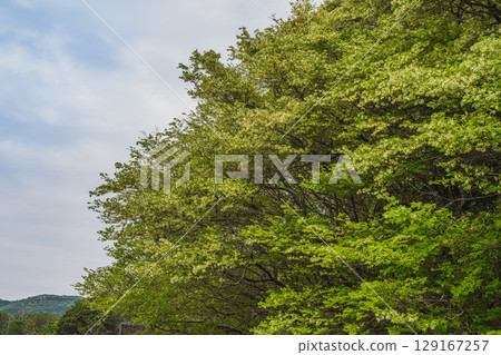 A view of the Japanese witch hazel colony in Kosai City (Shizuoka Prefecture) 129167257