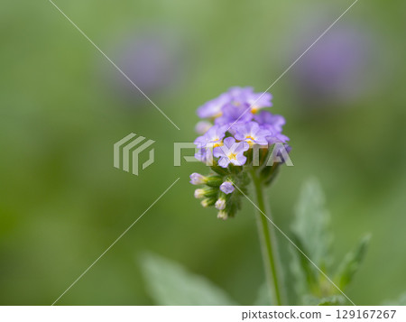 Dakibanioimurasaki,一種開滿淡紫色小花的植物 Dakibanioimurasaki,一種開滿淡紫色小花的植物 129167267