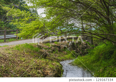 A view of the Japanese witch hazel colony in Kosai City (Shizuoka Prefecture) A view of the Japanese witch hazel colony in Kosai City (Shizuoka Prefecture) 129167334