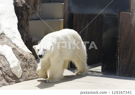 上野動物園的北極熊 上野動物園的北極熊 129167341