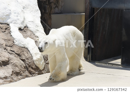 上野動物園的北極熊 上野動物園的北極熊 129167342