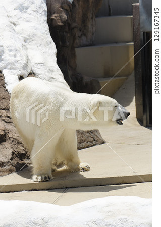 上野動物園的北極熊 上野動物園的北極熊 129167345