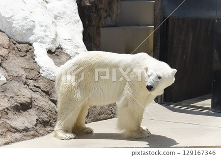 Polar bear of Ueno Zoo 129167346