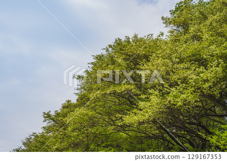 湖西市（靜岡縣）的日本金縷梅群落景觀 129167353