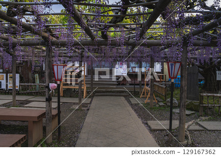 Kumano's long wisteria in Iwata City (Shizuoka Prefecture) 129167362