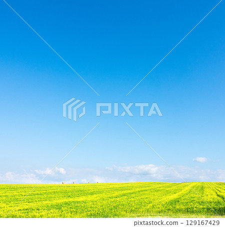 The hills of Biei, Hokkaido, where fields of yellow mustard spread out under a refreshing blue sky The hills of Biei, Hokkaido, where fields of yellow mustard spread out under a refreshing blue sky 129167429