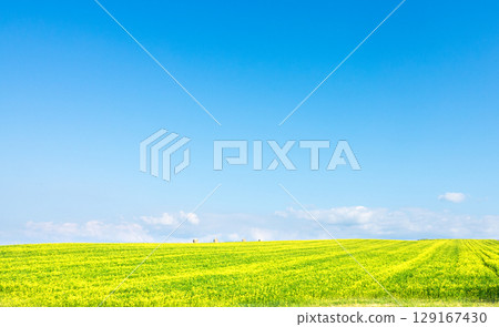 The hills of Biei, Hokkaido, where fields of yellow mustard spread out under a refreshing blue sky The hills of Biei, Hokkaido, where fields of yellow mustard spread out under a refreshing blue sky 129167430