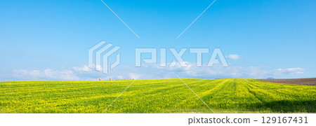 The hills of Biei, Hokkaido, where fields of yellow mustard spread out under a refreshing blue sky The hills of Biei, Hokkaido, where fields of yellow mustard spread out under a refreshing blue sky 129167431