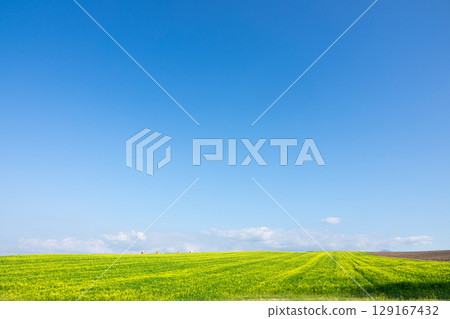 The hills of Biei, Hokkaido, where fields of yellow mustard spread out under a refreshing blue sky The hills of Biei, Hokkaido, where fields of yellow mustard spread out under a refreshing blue sky 129167432
