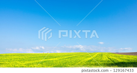 在北海道美瑛的山丘上，一片片黃色的芥菜田在清爽的藍天下蔓延開來 129167433