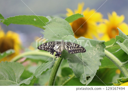 Swallowtail butterfly with torn wings and sunflower 129167494