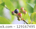 樹上的年輕藍莓 129167495