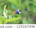 樹上的年輕藍莓 129167496