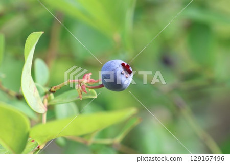 Young blueberries on a tree 129167496