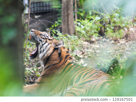 Walking tiger 129167501