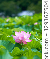 初夏盛開的霞公園男鹿蓮花 129167504