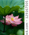 風景與蓮花 129167505