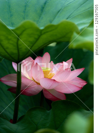 風景與蓮花 129167505