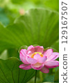 風景與蓮花 129167507