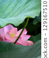 風景與蓮花 129167510