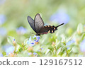 藍色花朵和麝香燕尾蝶 129167512
