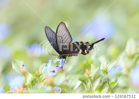 藍色花朵和麝香燕尾蝶 129167512