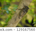 A cicada perched on a tree branch 129167560