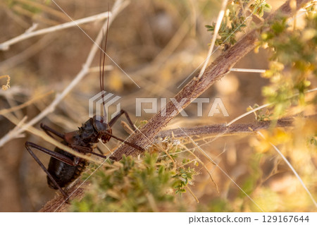 African armoured ground cricket 129167644