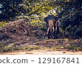 An elephant emerging from the jungle 129167841