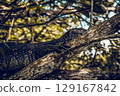 A large monitor lizard rests on a tree 129167842
