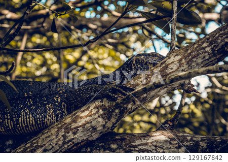 A large monitor lizard rests on a tree 129167842