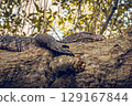 A large monitor lizard rests on a tree 129167844