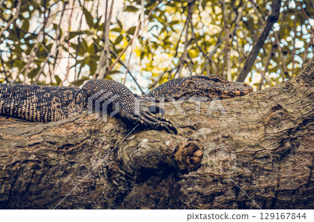 A large monitor lizard rests on a tree A large monitor lizard rests on a tree 129167844