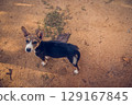 A black puppy with white ears stay on dark orange soil 129167845