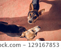 Two black puppies with white ears play on dark orange soil 129167853
