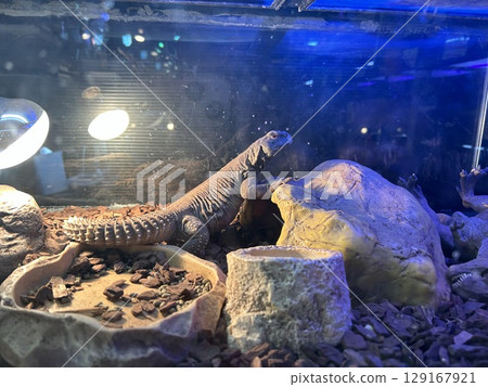 This is an Egyptian lizard in an aquarium. 129167921