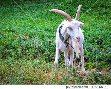 Goat  129168152