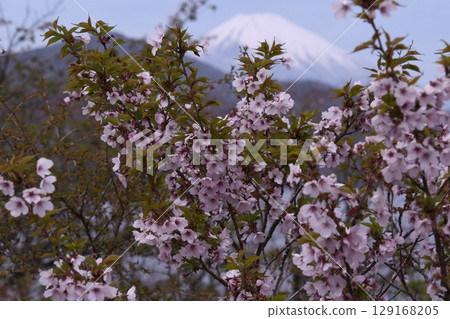 Cherry blossoms seen from Onshi Hakone Park with Mt. Fuji in the background 129168205