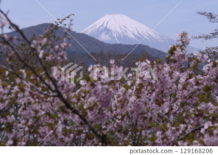 Mt. Fuji seen from Onshi Hakone Park, Sakura 129168206