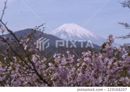 從恩賜箱根公園櫻花眺望富士山 從恩賜箱根公園櫻花眺望富士山 129168207