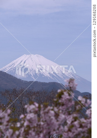 從恩賜箱根公園櫻花眺望富士山 從恩賜箱根公園櫻花眺望富士山 129168208