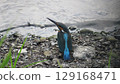 翠鳥瞄準獵物 129168471