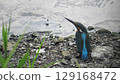 翠鳥瞄準獵物 129168472