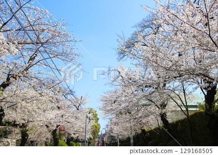 Cherry blossom trees along Nihon University Street 129168505