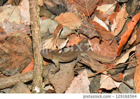 水中雄性日本黑蠑螈 129168564