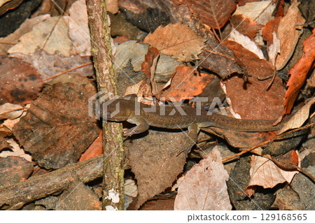 水中雄性日本黑蠑螈 129168565