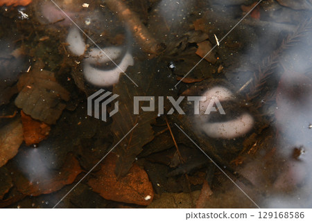 Japanese black salamander eggs immediately after spawning Japanese black salamander eggs immediately after spawning 129168586