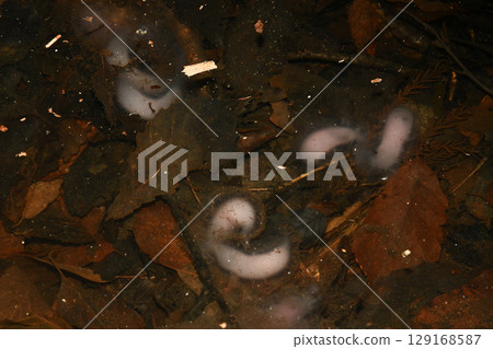 Japanese black salamander eggs immediately after spawning Japanese black salamander eggs immediately after spawning 129168587