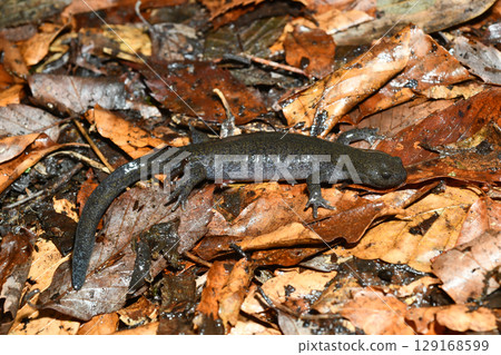 Black Salamander Female 129168599